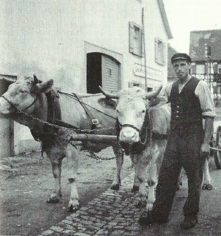 Josef Einhart um 1935 mit Ochsengespann dahinter der Hirschen der am 27.4.1944 beim Bombenangriff  abbrannte